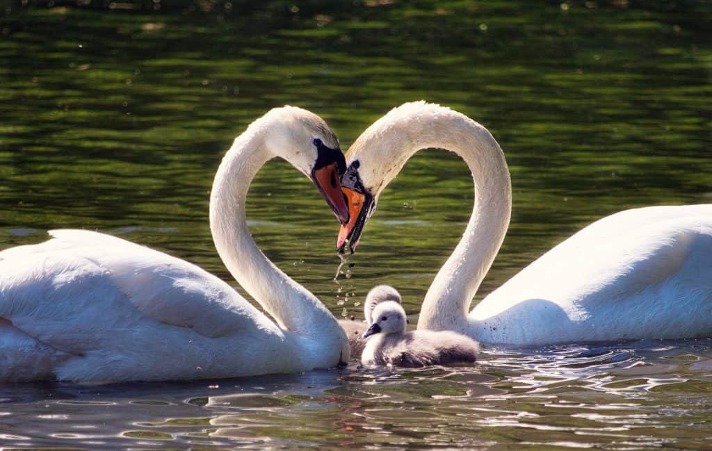 Image of two swans illustrating that a Biblical marriage is for life.