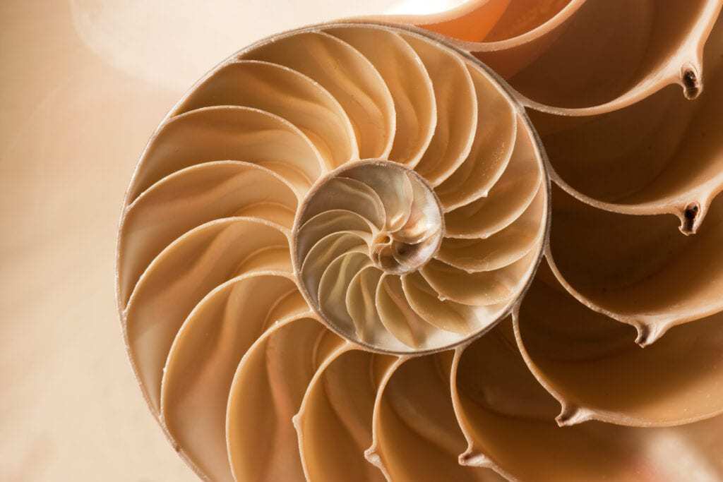 Image of inside of nautilus shell to represent the order God created in the world.
