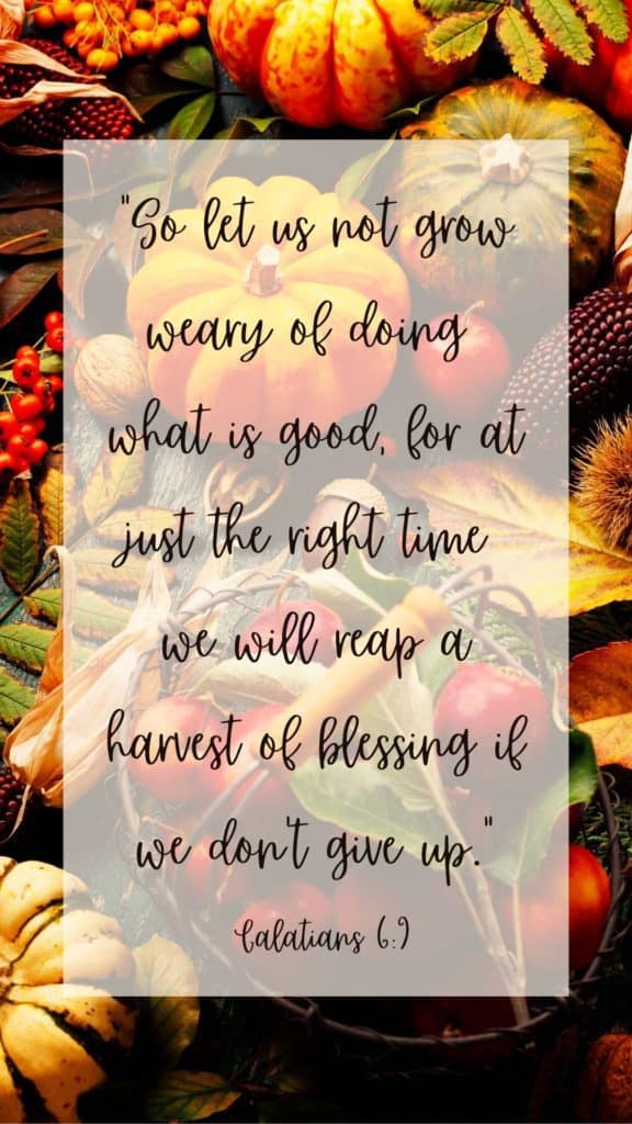 Phone background autumn harvest background with overlay of "Let us not grow weary of doing what is good, for at just the right time we will reap a harvest of blessing if we don't give up." Galatians 6:9