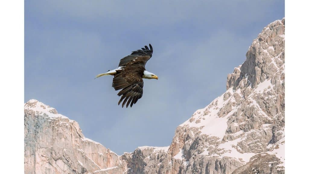 Image of an eagle flying in the mountains.