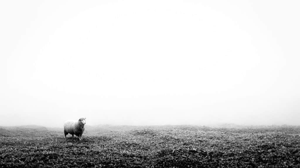 Black and white image of a sheep standing alone in a foggy field.